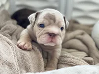 processed/c74264fc-c9f7-4364-91b8-973d83f860a7/listing/2f8732ee-2c37-4cef-bb20-2c3654828c39/72513239-cf4d-43fc-85f1-8d3c5ff3ca70