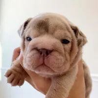 Emma, a female English Bulldog for sale in Spencerport, NY – Photo 2 of 10