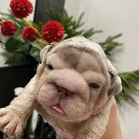 Emma, a female English Bulldog for sale in Spencerport, NY – Photo 9 of 10