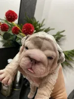 processed/c74264fc-c9f7-4364-91b8-973d83f860a7/listing/2f8732ee-2c37-4cef-bb20-2c3654828c39/a8c59fd4-54e6-4b54-bd5a-0c165b3870c2