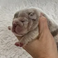 Emma, a female English Bulldog for sale in Spencerport, NY – Photo 3 of 10