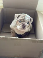 Ernest, a male English Bulldog for sale in Spencerport, NY – 4 of 6