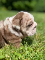 David, a male English Bulldog for sale in Spencerport, NY – 5 of 10