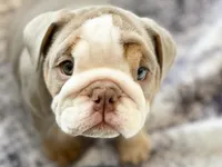 Aurora, a female English Bulldog for sale in Spencerport, NY – Photo 7 of 10