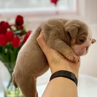 Aurora, a female English Bulldog for sale in Spencerport, NY – Photo 6 of 10