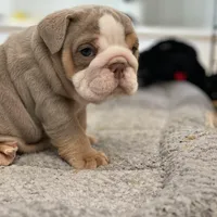 Aurora, a female English Bulldog for sale in Spencerport, NY – Photo 4 of 10