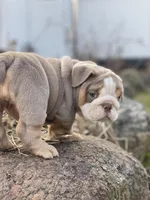 Aurora, a female English Bulldog for sale in Spencerport, NY – Photo 9 of 10