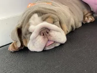 Aurora, a female English Bulldog for sale in Spencerport, NY – Photo 10 of 10