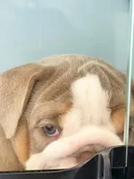 Aurora, a female English Bulldog for sale in Spencerport, NY – Photo 8 of 10