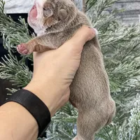 Aurora, a female English Bulldog for sale in Spencerport, NY – Photo 5 of 10