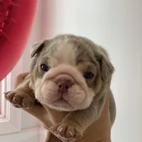 Aurora, a female English Bulldog for sale in Spencerport, NY – Photo 3 of 10