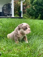 Dicku, a male English Bulldog for sale in Spencerport, NY – 3 of 4