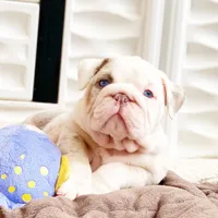 Daisy, a female English Bulldog for sale in Spencerport, NY – 10 of 10