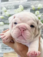 Dallas, a male English Bulldog for sale in Spencerport, NY – 1 of 3