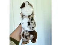 Della, a female English Bulldog for sale in Spencerport, NY – 4 of 10
