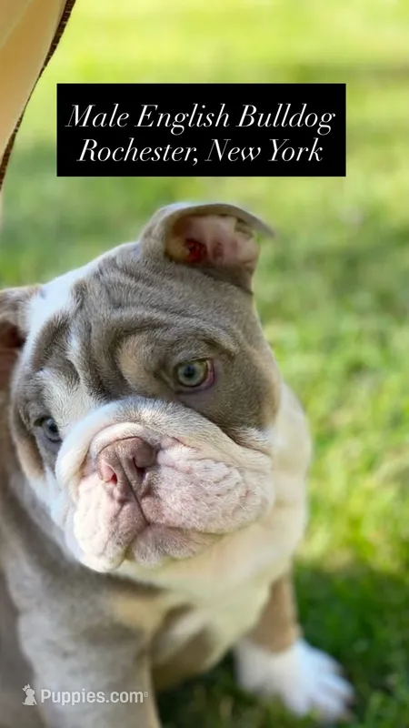 Dicky – English Bulldog puppy for sale in Spencerport, NY