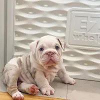 Dallas, a male English Bulldog for sale in Spencerport, NY – 2 of 10
