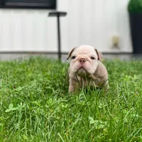 Snow, a male English Bulldog for sale in Spencerport, NY – 2 of 3