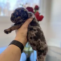 Mad Max, a male English Bulldog for sale in Spencerport, NY – Photo 7 of 8