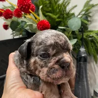 Mad Max, a male English Bulldog for sale in Spencerport, NY – Photo 3 of 8