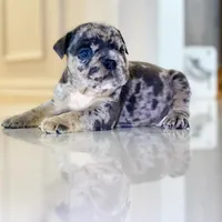 Mad Max, a male English Bulldog for sale in Spencerport, NY – Photo 1 of 8