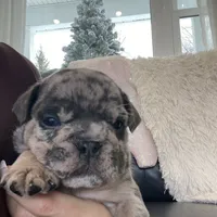 Mad Max, a male English Bulldog for sale in Spencerport, NY – Photo 8 of 8