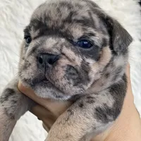 Mad Max, a male English Bulldog for sale in Spencerport, NY – Photo 2 of 8