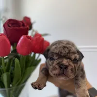 Mad Max, a male English Bulldog for sale in Spencerport, NY – Photo 6 of 8