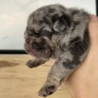 Mad Max, a male English Bulldog for sale in Spencerport, NY – Photo 5 of 8