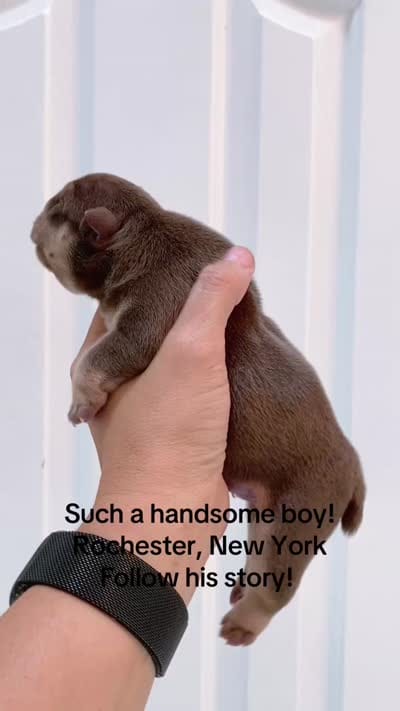 Balsamic, a male English Bulldog for sale in Spencerport, NY – 4 of 4
