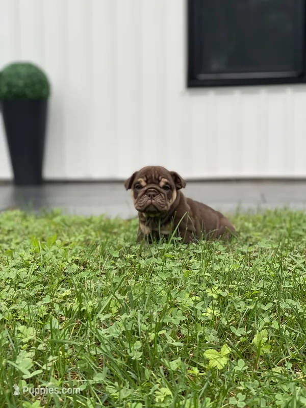 FireBall – English Bulldog puppy for sale in Spencerport, NY