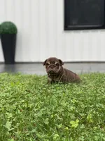 FireBall, a female English Bulldog for sale in Spencerport, NY – 1 of 4