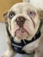 Daisy, a female English Bulldog for sale in Spencerport, NY – 2 of 6