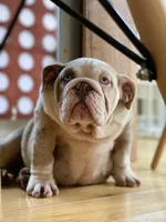 Daisy, a female English Bulldog for sale in Spencerport, NY – 10 of 10