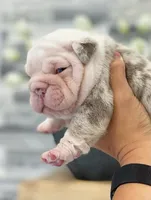 Daisy, a female English Bulldog for sale in Spencerport, NY – 2 of 3