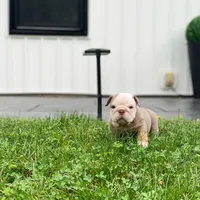 Snow, a male English Bulldog for sale in Spencerport, NY – 3 of 3