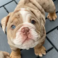 Ernest, a male English Bulldog for sale in Spencerport, NY – 2 of 6