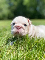 Dallas, a male English Bulldog for sale in Spencerport, NY – 10 of 10