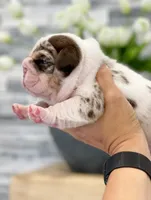 Della, a female English Bulldog for sale in Spencerport, NY – 3 of 3