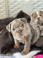 Enid, a female English Bulldog for sale in Spencerport, NY – 5 of 5