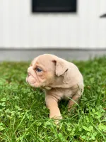 Ricky, a male English Bulldog for sale in Spencerport, NY – 2 of 5