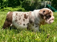 Della, a female English Bulldog for sale in Spencerport, NY – 8 of 10