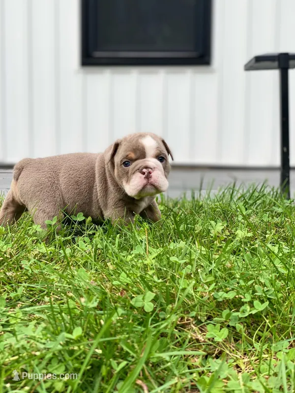 Squishy Paws – English Bulldog puppy for sale in Spencerport, NY
