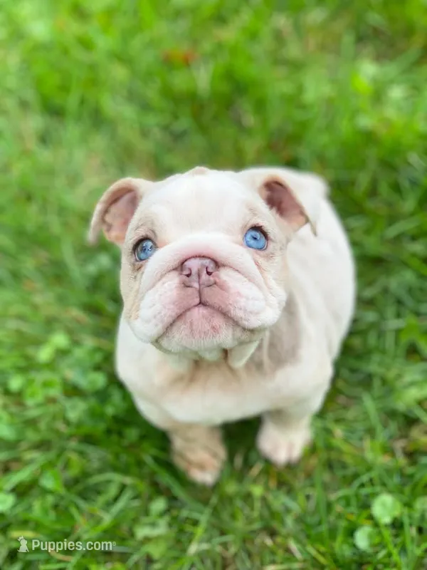 Eloise – English Bulldog puppy for sale in Spencerport, NY