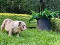 Daisy, a female English Bulldog for sale in Spencerport, NY – 6 of 6