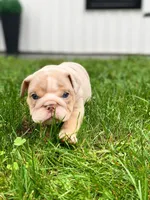 Ricky, a male English Bulldog for sale in Spencerport, NY – 5 of 5