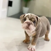 Dicky, a male English Bulldog for sale in Spencerport, NY – 6 of 7