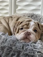Ernest, a male English Bulldog for sale in Spencerport, NY – 5 of 6