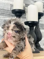 Flora - Fluffy French Bulldog, a female French Bulldog for sale in Spencerport, NY – Photo 3 of 10