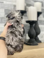 Flora - Fluffy French Bulldog, a female French Bulldog for sale in Spencerport, NY – Photo 6 of 10